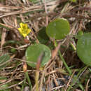 Image of Liparophyllum exiguum (F. Müll.) Tippery & Les