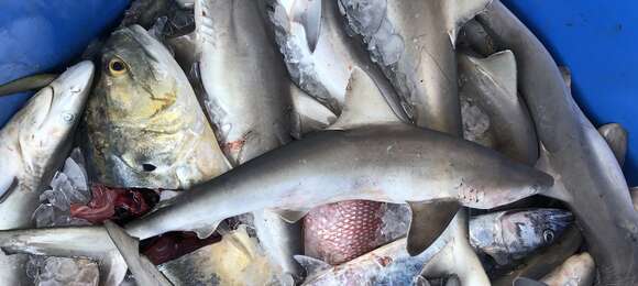 Image of Atlantic Sharpnose Shark