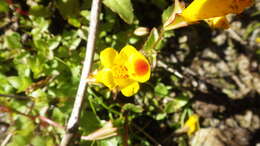 Image of Snap dragon