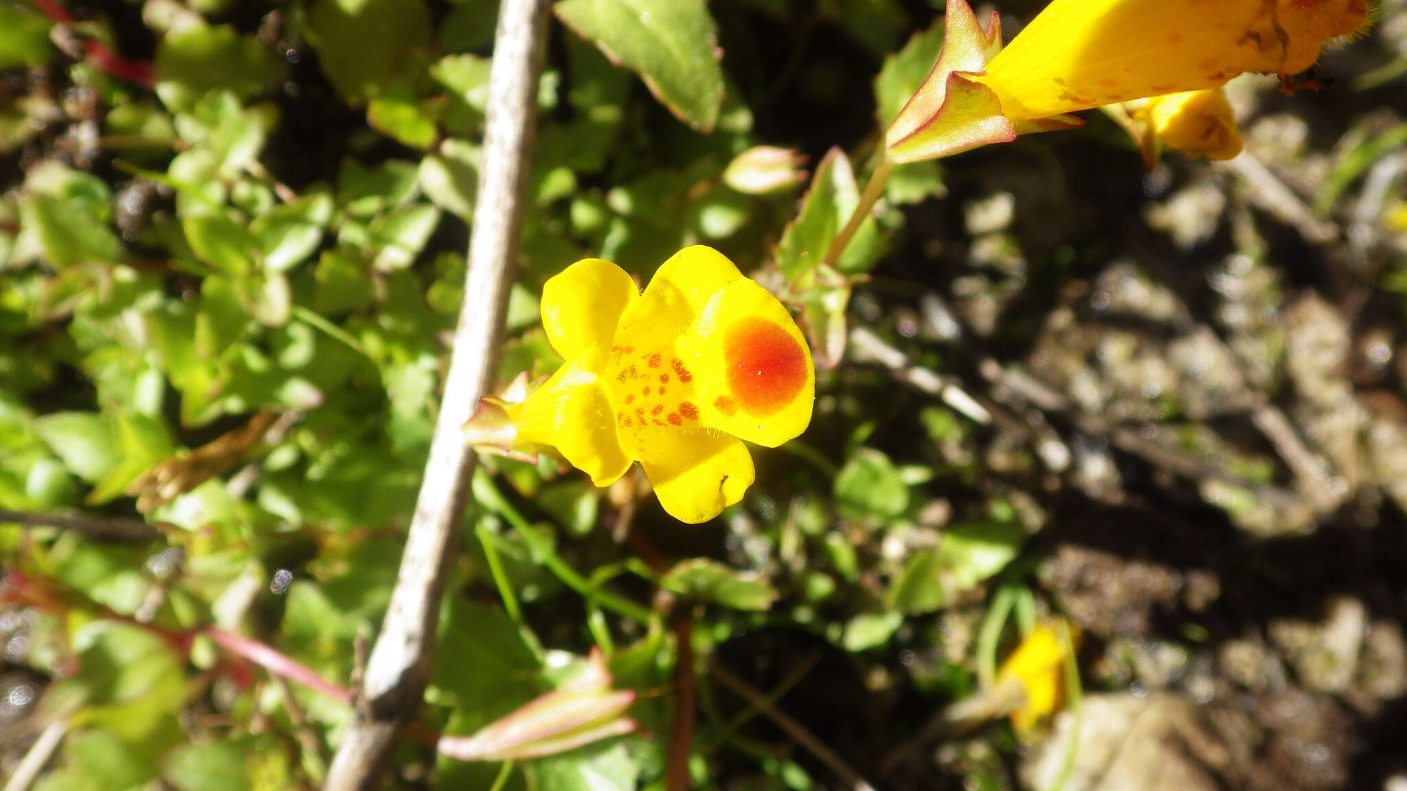 Imagem de Erythranthe lutea (L.) G. L. Nesom