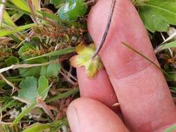 Image of Australian buttercup