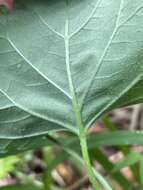 Image of largeroot morning-glory