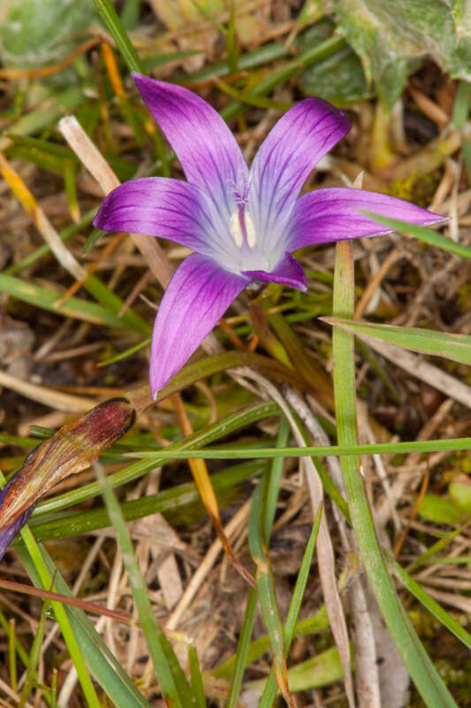 Image of Romulea ligustica Parl.