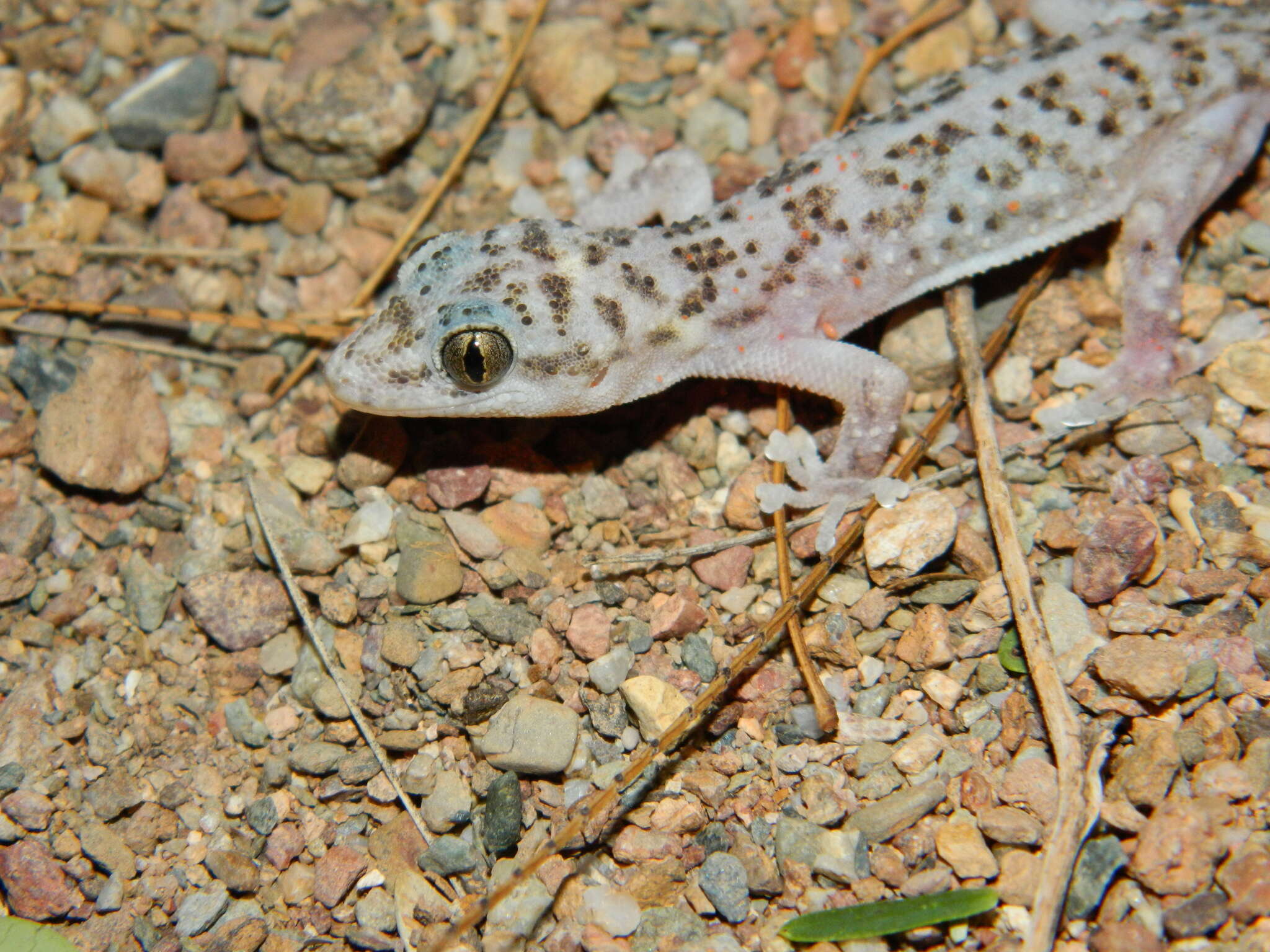 Imagem de Phyllodactylus bordai Taylor 1942