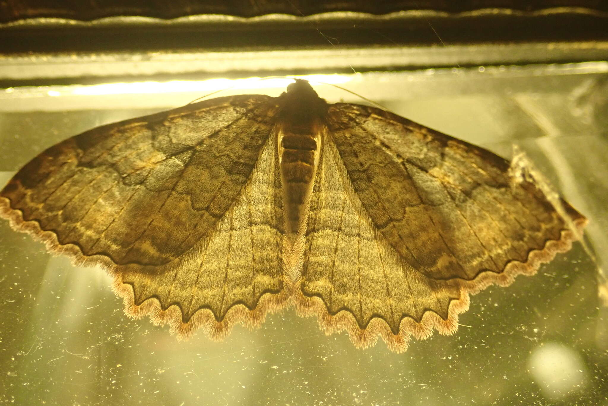 Image of Tissue Moth