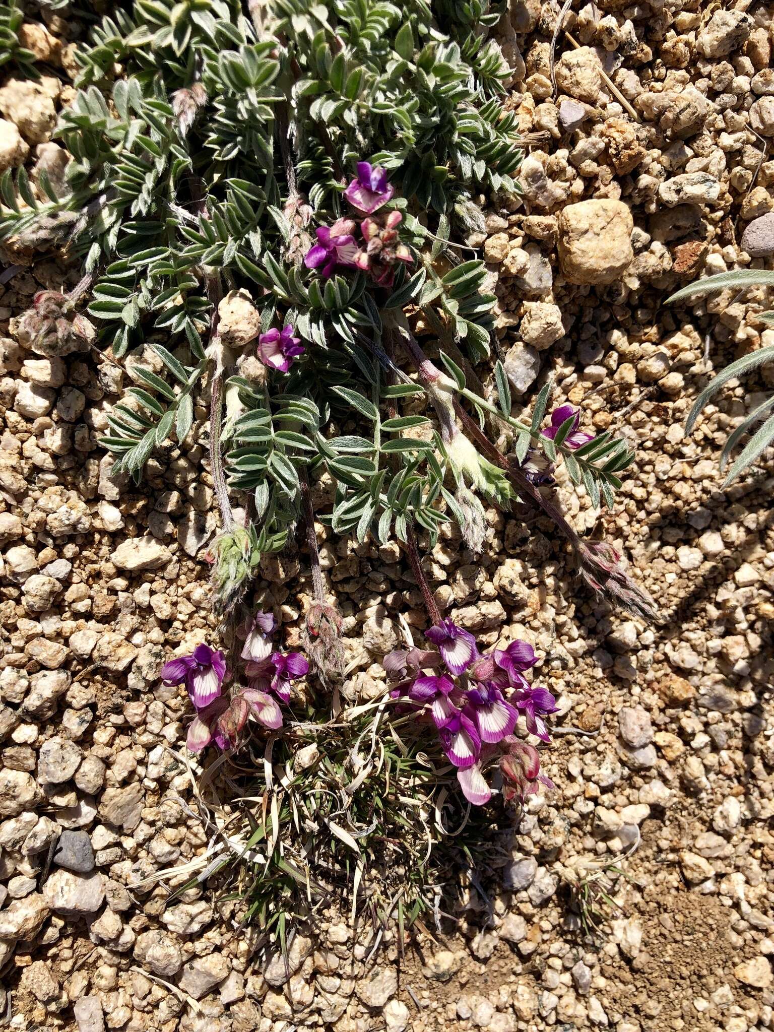 Image of groundcover milkvetch