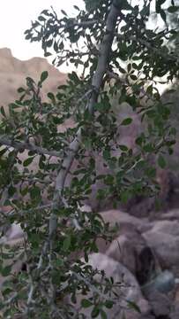 Imagem de Condalia globosa subsp. pubescens (I. M. Johnston) E. Murray