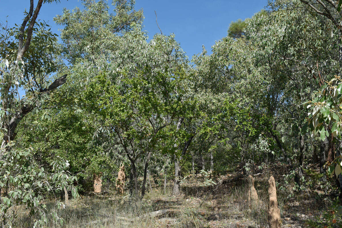 Image of Petalostigma banksii Britten & S. Moore