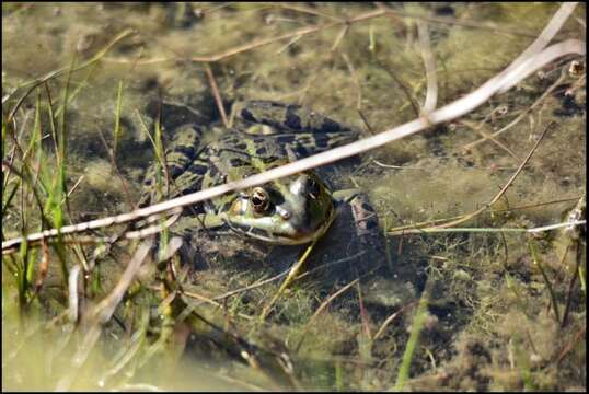 Image de Petite grenouille verte