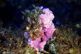 Image of pink sponge
