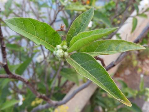 Image of Solanum bonariense L.