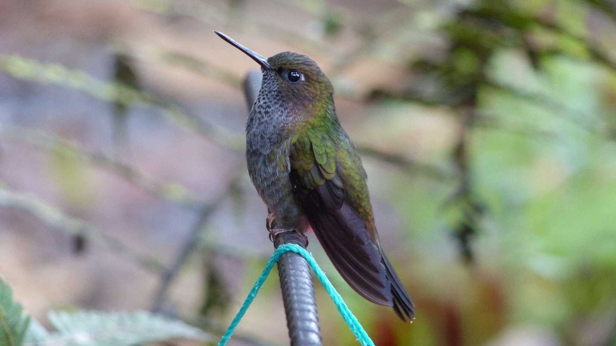 Image of Hoary Puffleg