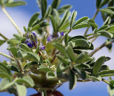 Image of Intermountain lupine