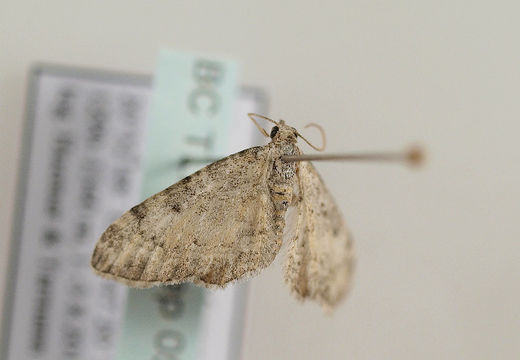 Image of <i>Eupithecia fuscicostata</i> Christoph 1887