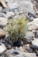 Image of desertgrass