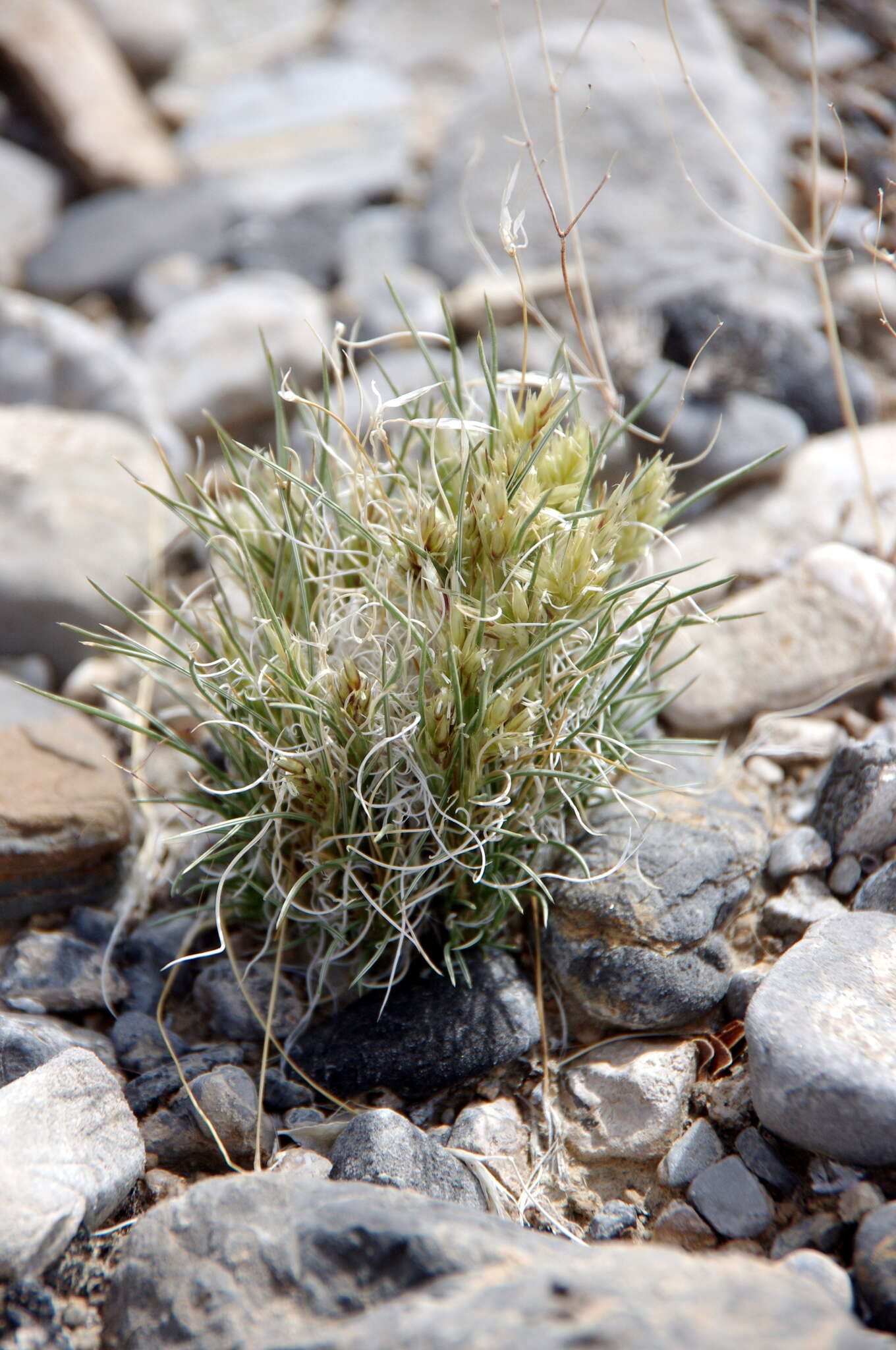 Image of desertgrass