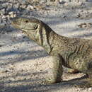 Image de Varanus albigularis angolensis Schmidt 1933