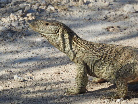 Sivun Varanus albigularis angolensis Schmidt 1933 kuva