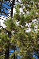 Image of Cooper's pine