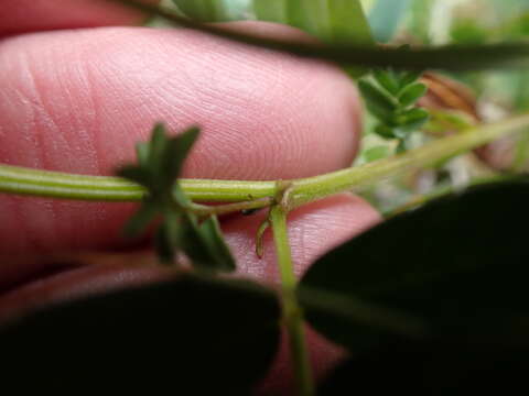 Image of Astragalus norvegicus Grauer