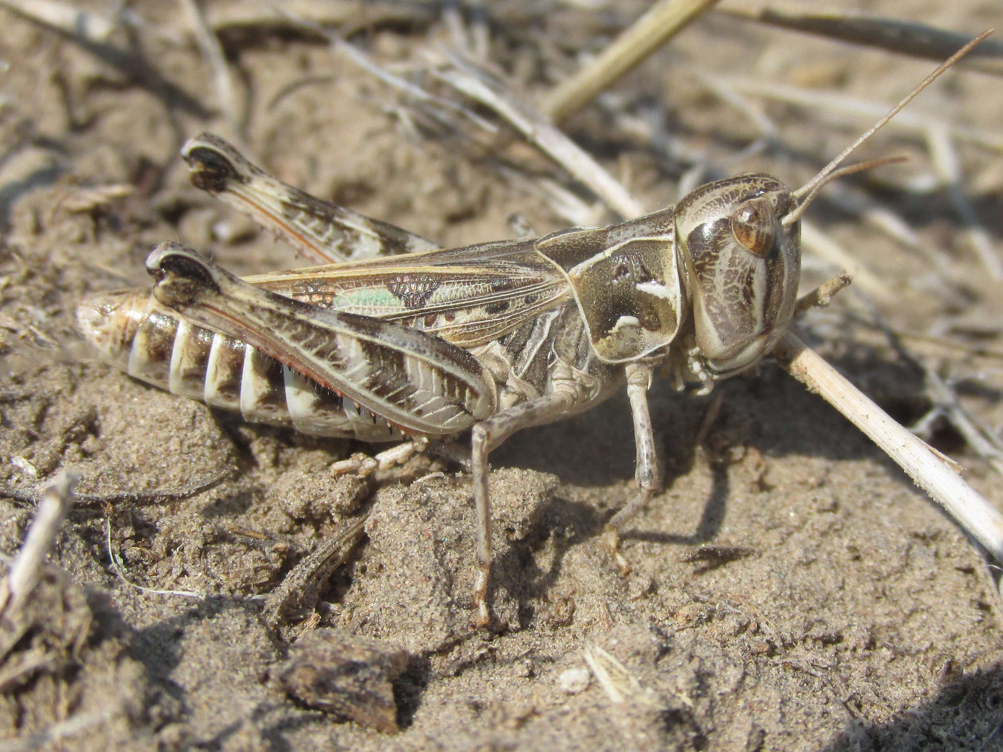 Image of Four-spotted Grasshopper