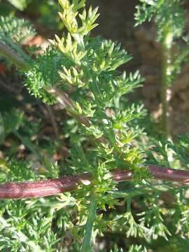 Image of Anacyclus radiatus Loisel.