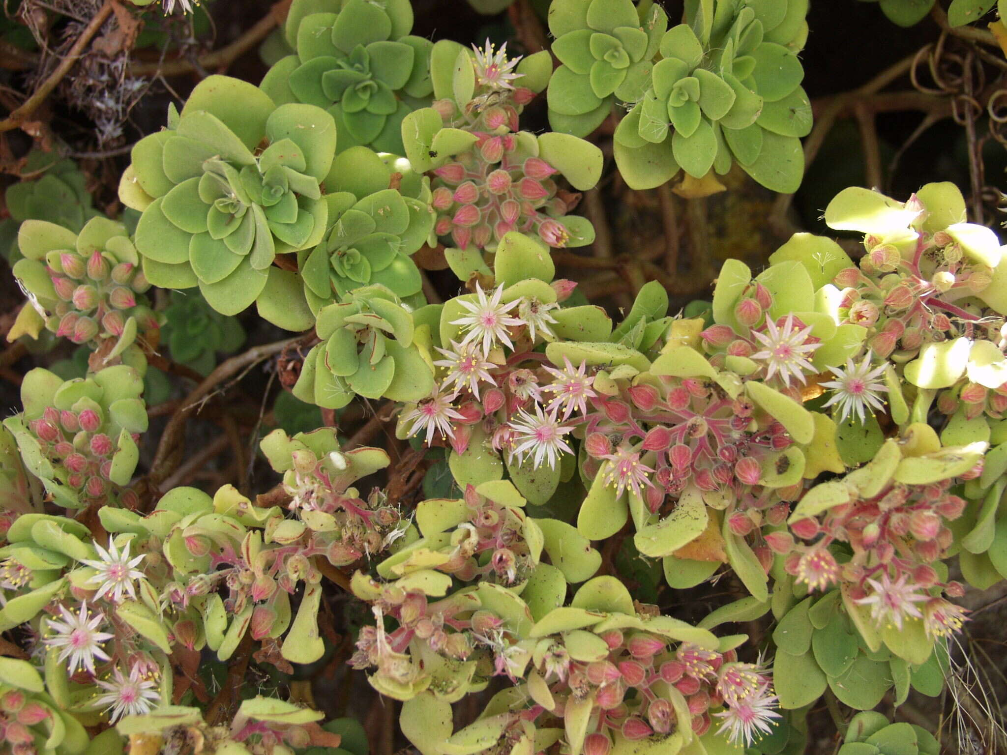 Image of Aeonium goochiae Webb. & Berth.