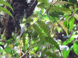 Слика од Burmeistera pterifolia
