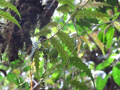 Image of Burmeistera pterifolia