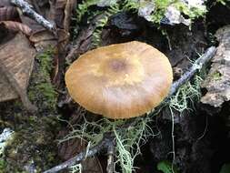 Image of Pluteus romellii (Britzelm.) Sacc. 1895