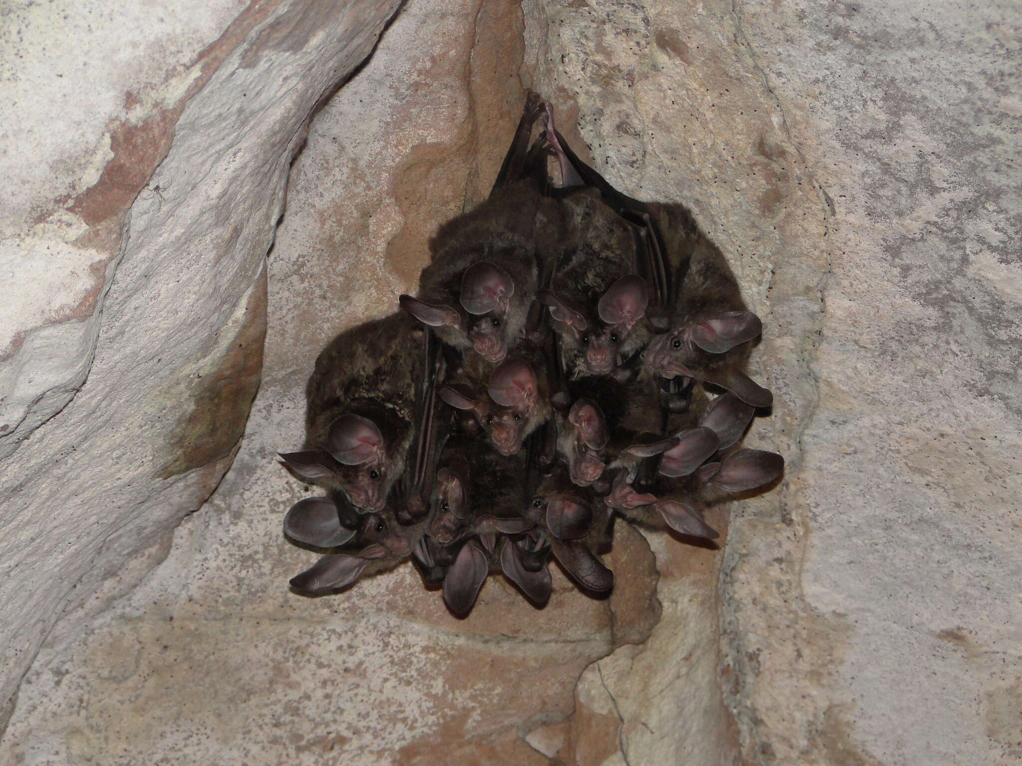 Image of big-eared woolly bat