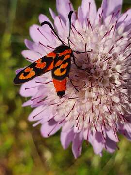 Image of Zygaena fausta Linnaeus 1767