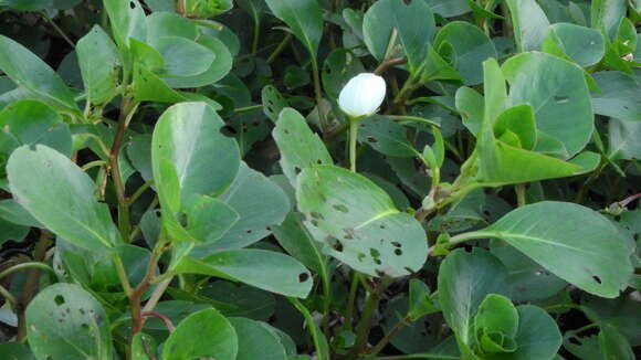 Image of Ludwigia helminthorrhiza (Mart.) Hara