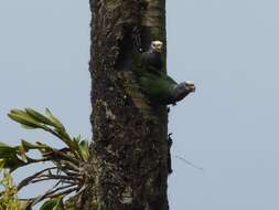 Plancia ëd Pionus seniloides (Massena & Souancé 1854)