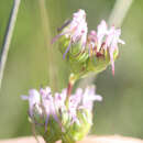 Image of Plectritis ciliosa subsp. ciliosa