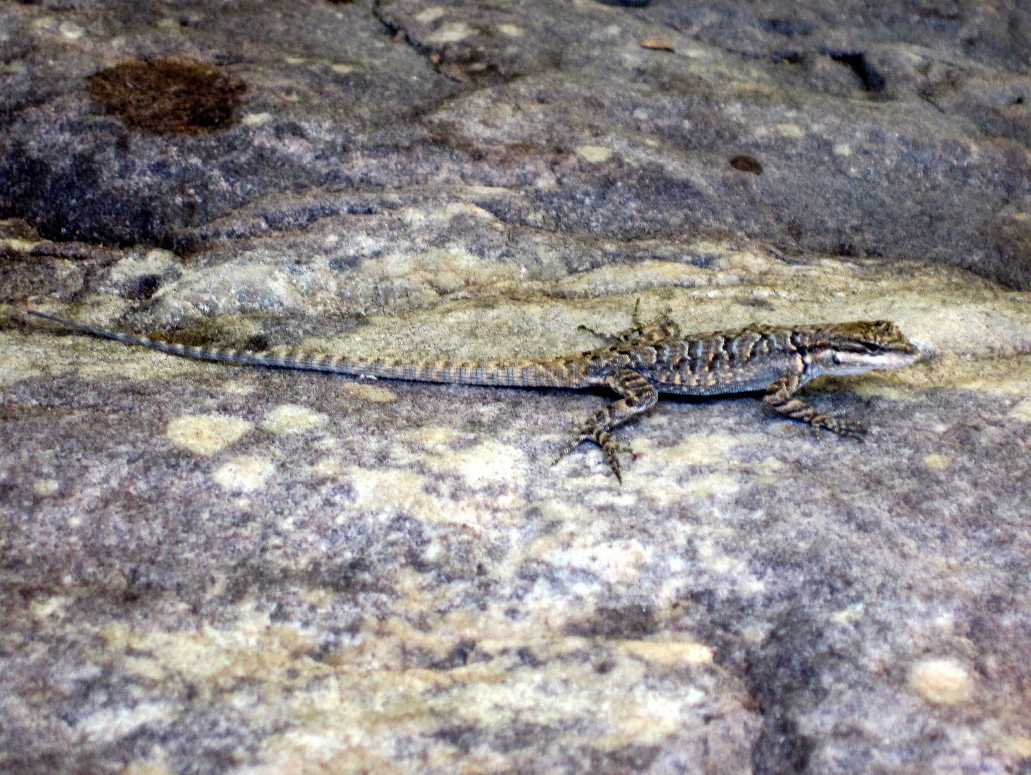 Image of Urosaurus ornatus symmetricus (Baird 1858)