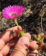 Image of Drosanthemum edwardsiae L. Bol.