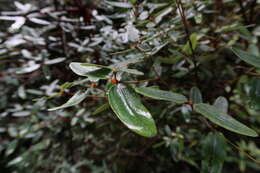 Слика од Eucryphia lucida (Labill.) Baillon