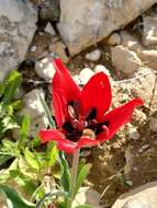 Image of Tulipa systola Stapf