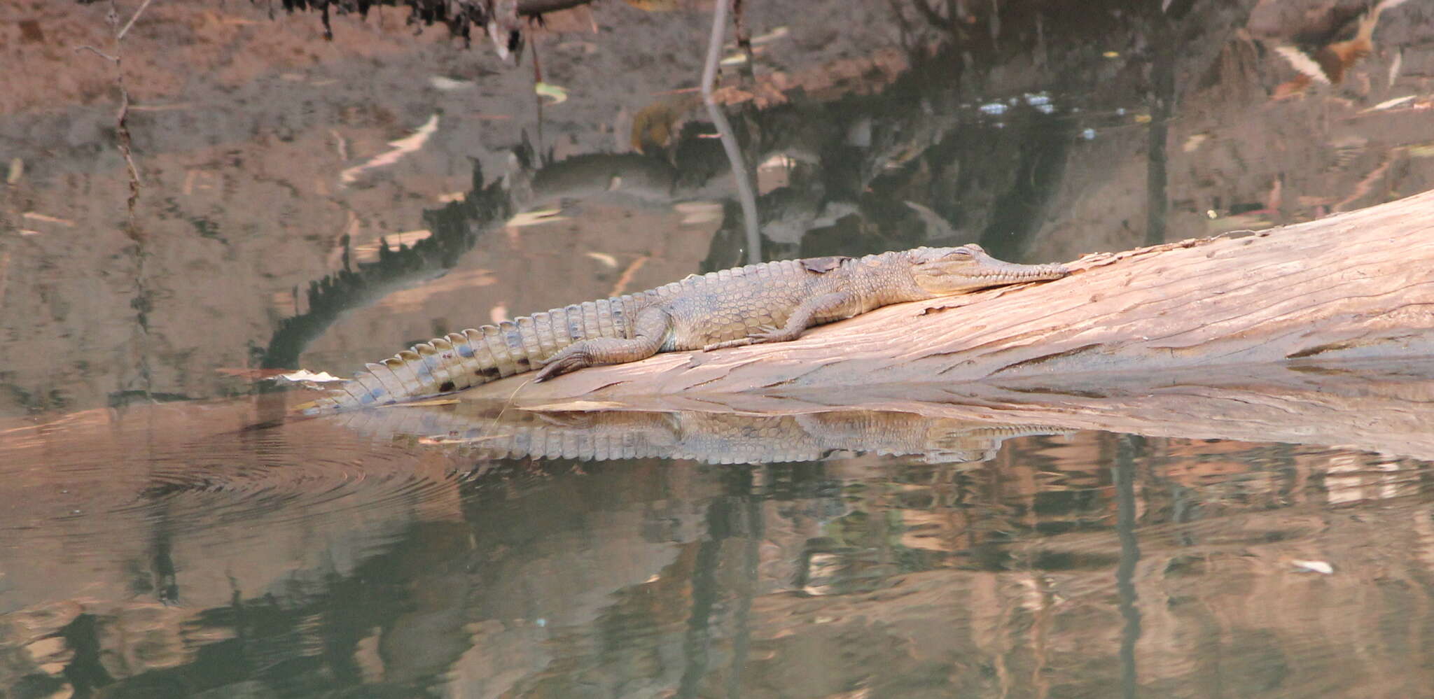 Image of Australian Freshwater Crocodile