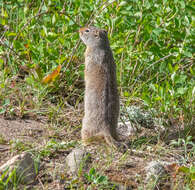 Image of Uinta ground squirrel