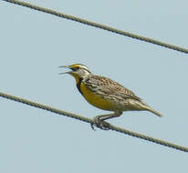 Sturnella magna (Linnaeus 1758) resmi