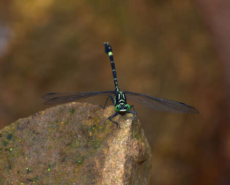 صورة Merogomphus tamaracherriensis Fraser 1931