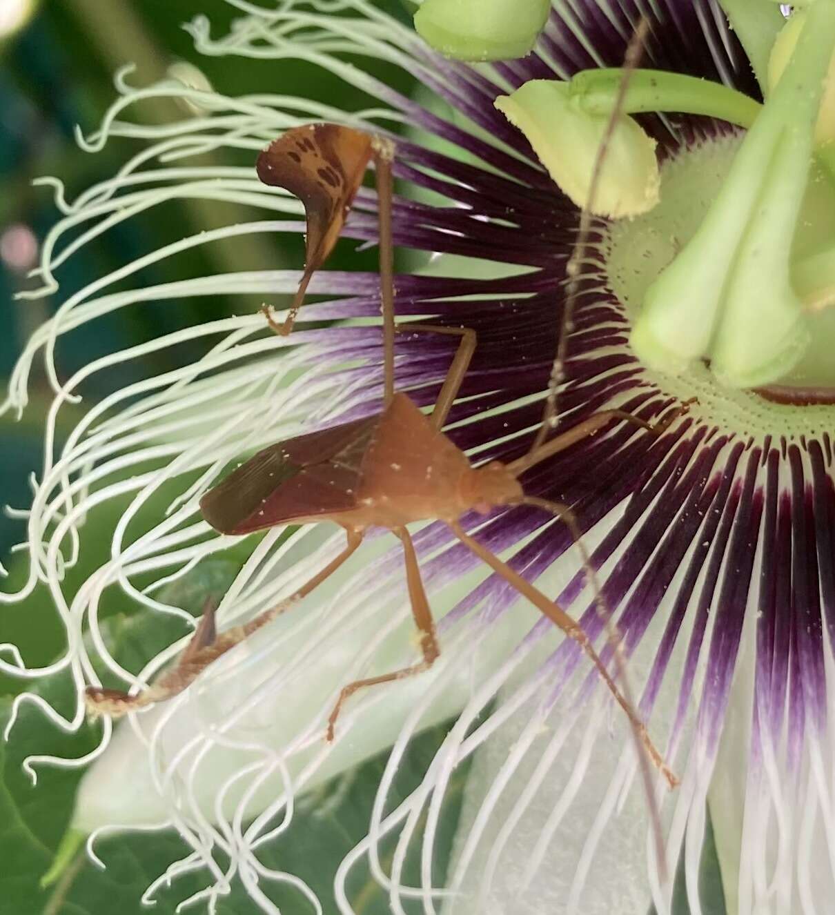 Image of Flag-footed Bug