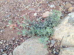 Oenothera suffrutescens (Ser.) W. L. Wagner & Hoch resmi