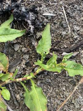 Image of Persicaria elatior (R. Br.) Sojak