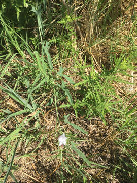 Image of Texas bindweed