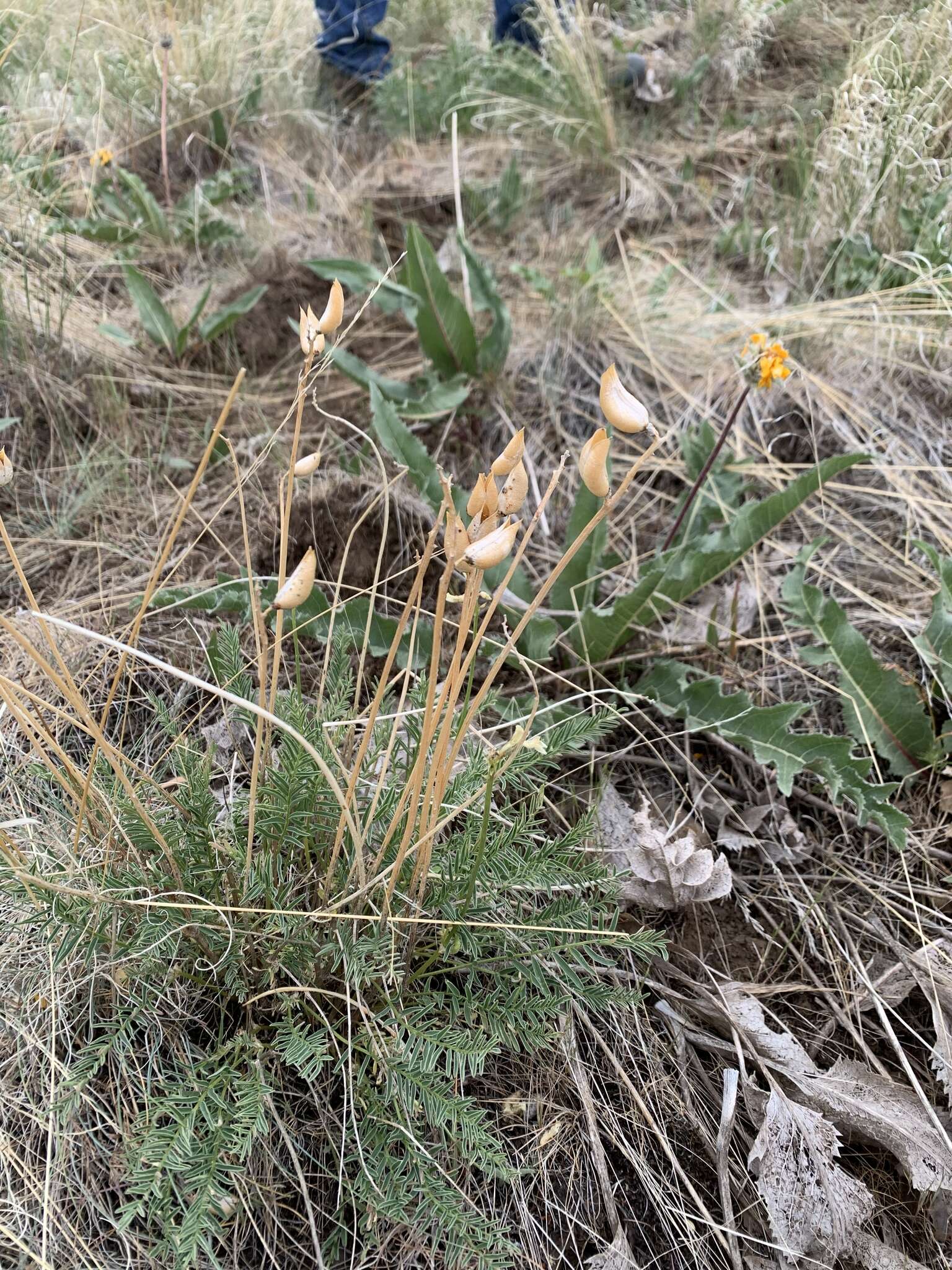 Image of Blue Mountain milkvetch