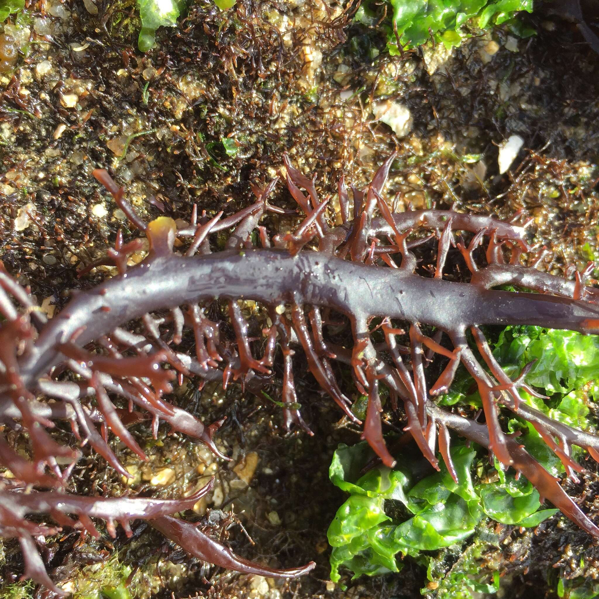 Image of Chondracanthus chamissoi