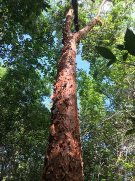 Image of Bursera simaruba var. yucatanensis Lundell